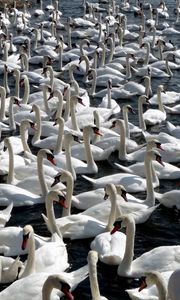 Preview wallpaper swans, flock, birds, a lot of