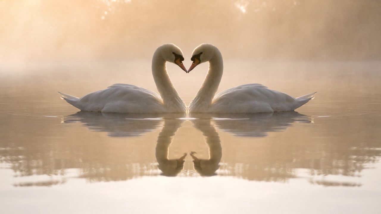 Wallpaper swans, lake, love, heart
