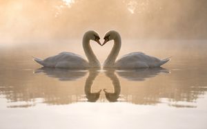 Preview wallpaper swans, lake, love, heart