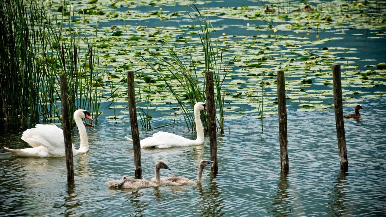Wallpaper swans, lake, marsh, duck, greens