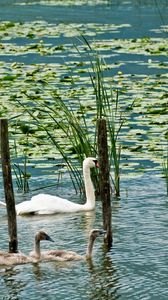 Preview wallpaper swans, lake, marsh, duck, greens