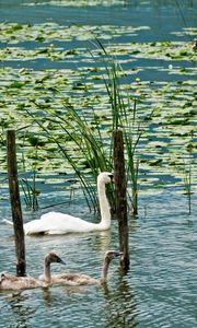 Preview wallpaper swans, lake, marsh, duck, greens