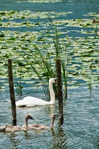 Preview wallpaper swans, lake, marsh, duck, greens