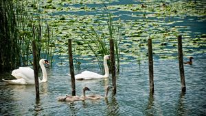 Preview wallpaper swans, lake, marsh, duck, greens