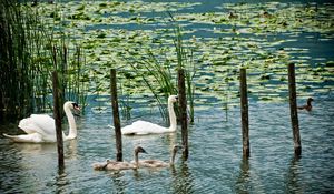 Preview wallpaper swans, lake, marsh, duck, greens