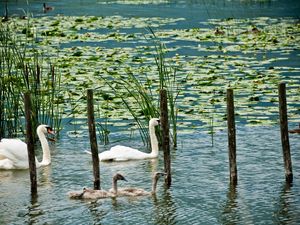 Preview wallpaper swans, lake, marsh, duck, greens