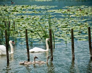 Preview wallpaper swans, lake, marsh, duck, greens