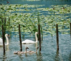 Preview wallpaper swans, lake, marsh, duck, greens