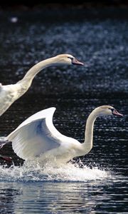 Preview wallpaper swans, lake, nature