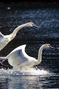 Preview wallpaper swans, lake, nature