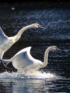 Preview wallpaper swans, lake, nature