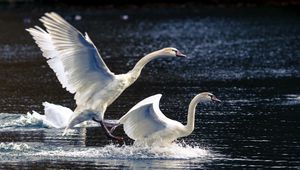 Preview wallpaper swans, lake, nature