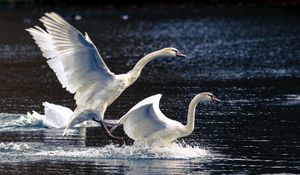 Preview wallpaper swans, lake, nature