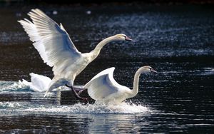 Preview wallpaper swans, lake, nature