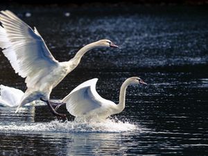 Preview wallpaper swans, lake, nature