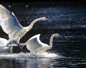 Preview wallpaper swans, lake, nature