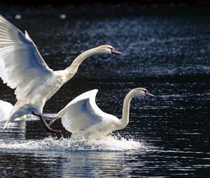 Preview wallpaper swans, lake, nature