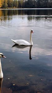 Preview wallpaper swans, lake, pond, trees, birds