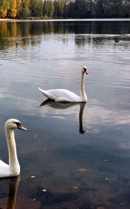 Preview wallpaper swans, lake, pond, trees, birds