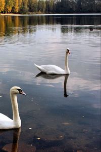 Preview wallpaper swans, lake, pond, trees, birds