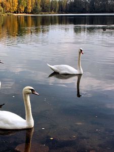 Preview wallpaper swans, lake, pond, trees, birds