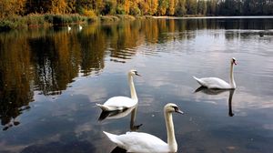 Preview wallpaper swans, lake, pond, trees, birds