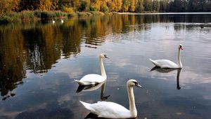 Preview wallpaper swans, lake, pond, trees, birds