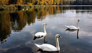 Preview wallpaper swans, lake, pond, trees, birds