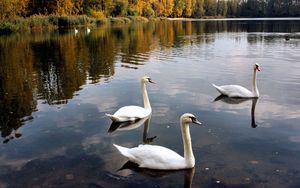 Preview wallpaper swans, lake, pond, trees, birds