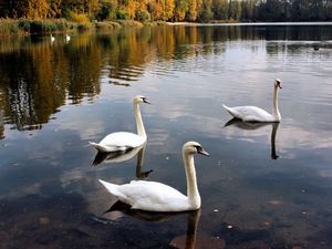 Preview wallpaper swans, lake, pond, trees, birds