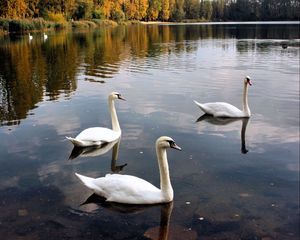 Preview wallpaper swans, lake, pond, trees, birds