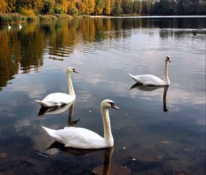 Preview wallpaper swans, lake, pond, trees, birds