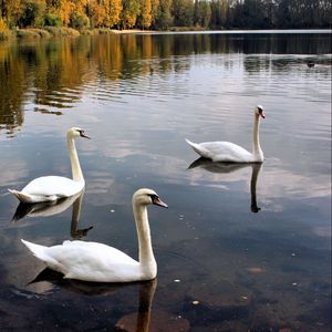 Preview wallpaper swans, lake, pond, trees, birds