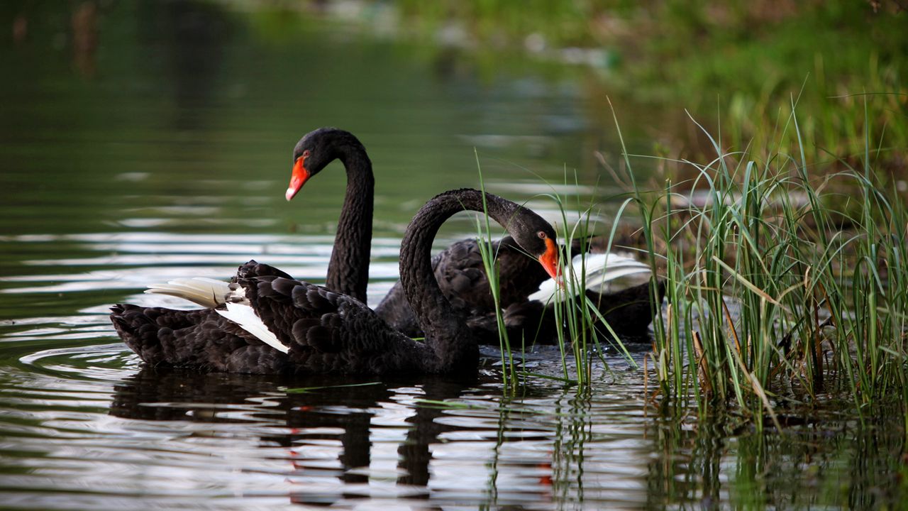 Wallpaper swans, lake, pond, grass