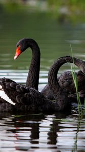 Preview wallpaper swans, lake, pond, grass