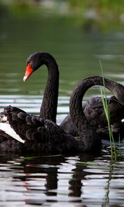 Preview wallpaper swans, lake, pond, grass