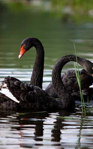 Preview wallpaper swans, lake, pond, grass