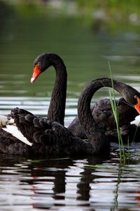 Preview wallpaper swans, lake, pond, grass