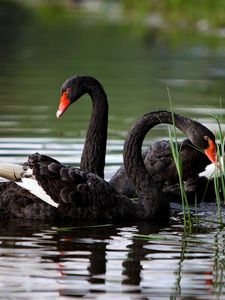 Preview wallpaper swans, lake, pond, grass