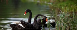 Preview wallpaper swans, lake, pond, grass