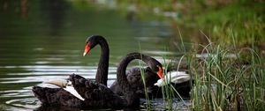 Preview wallpaper swans, lake, pond, grass