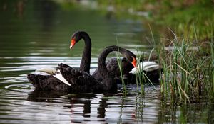 Preview wallpaper swans, lake, pond, grass