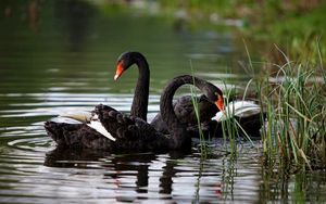 Preview wallpaper swans, lake, pond, grass