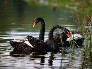 Preview wallpaper swans, lake, pond, grass