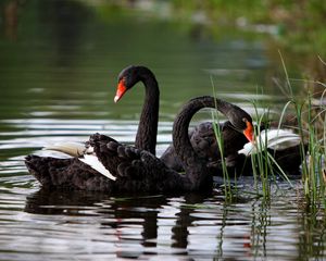 Preview wallpaper swans, lake, pond, grass