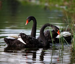 Preview wallpaper swans, lake, pond, grass