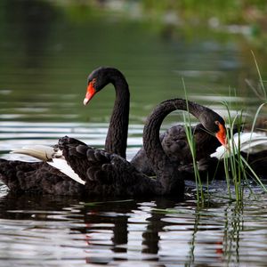 Preview wallpaper swans, lake, pond, grass