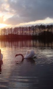 Preview wallpaper swans, lake, sun, silhouette, bird