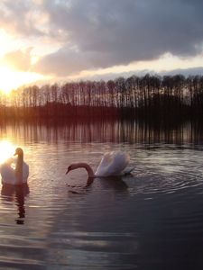 Preview wallpaper swans, lake, sun, silhouette, bird