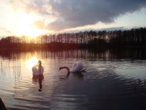 Preview wallpaper swans, lake, sun, silhouette, bird